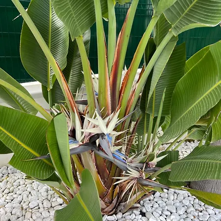 Πανσιόν Palms Luxury